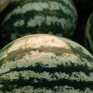 Large Cantaloupe Melon
