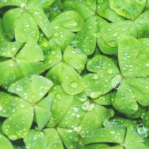 Little Gem Lettuce