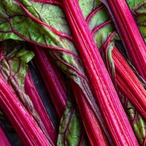 Rhubarb