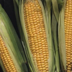 Sweetcorn Cobs