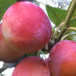 Victoria Plums