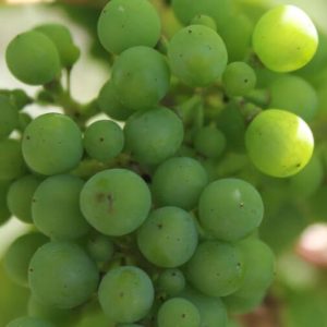 White Grapes